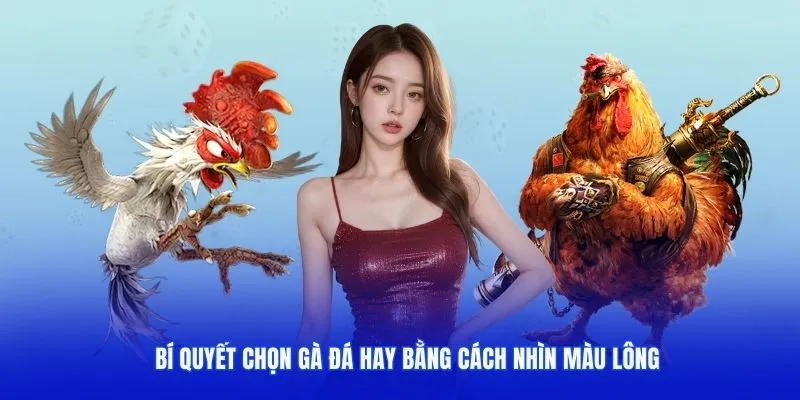 Bí quyết chọn gà đá hay bằng cách nhìn màu lông